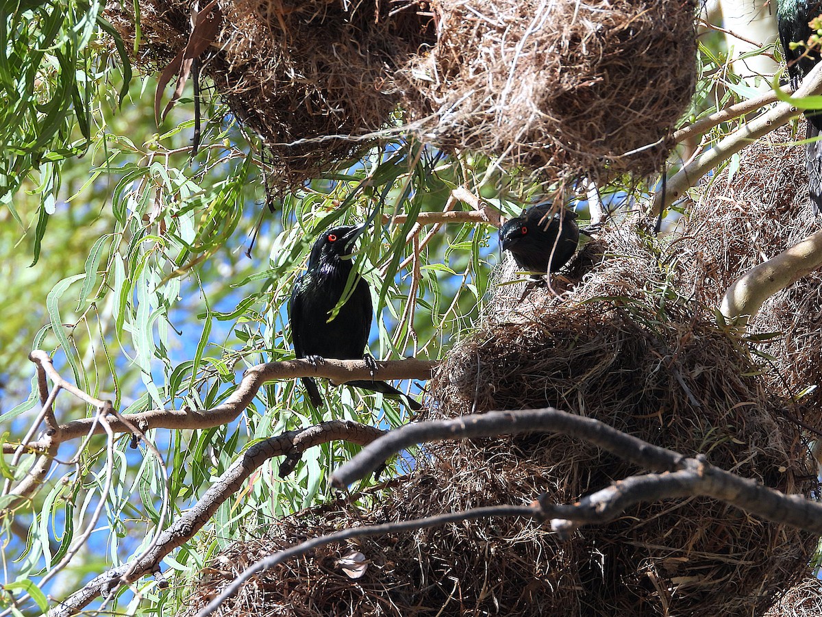 Metallic Starling - ML646733022