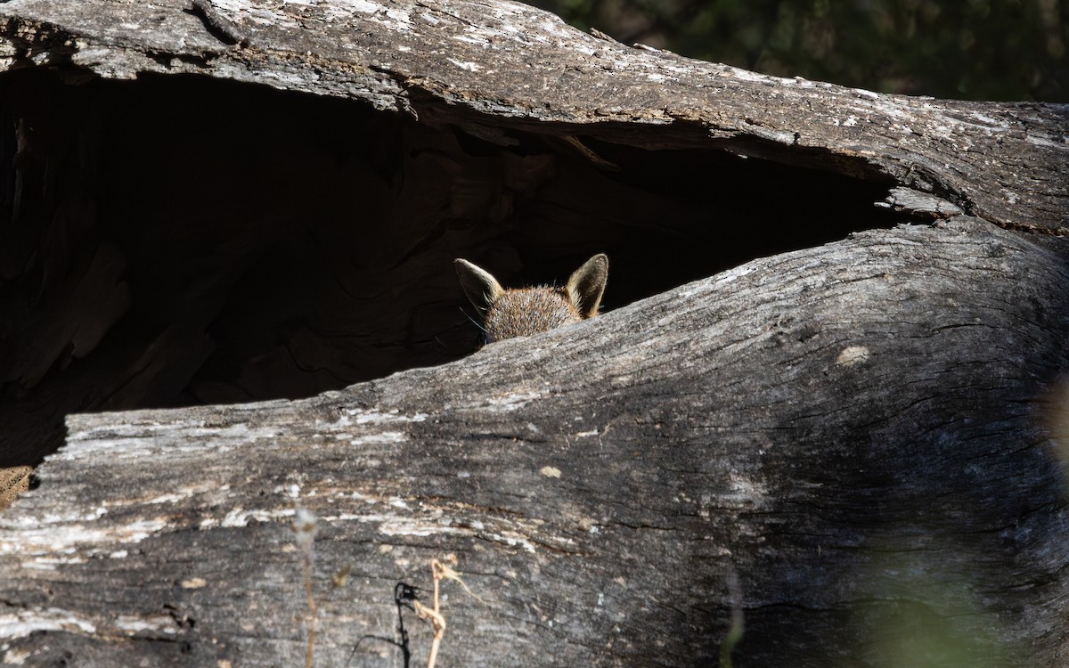 Numbat - ML646733024