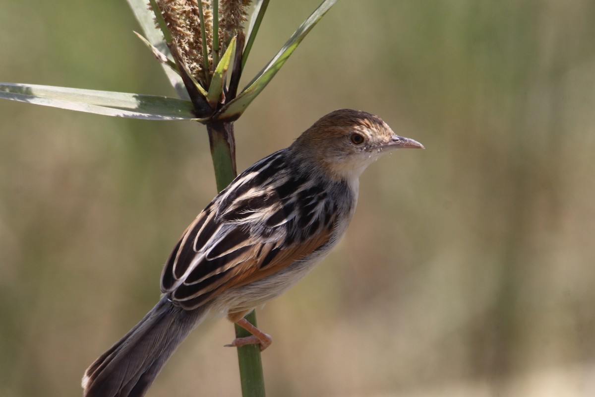 surregressanger - ML646733025