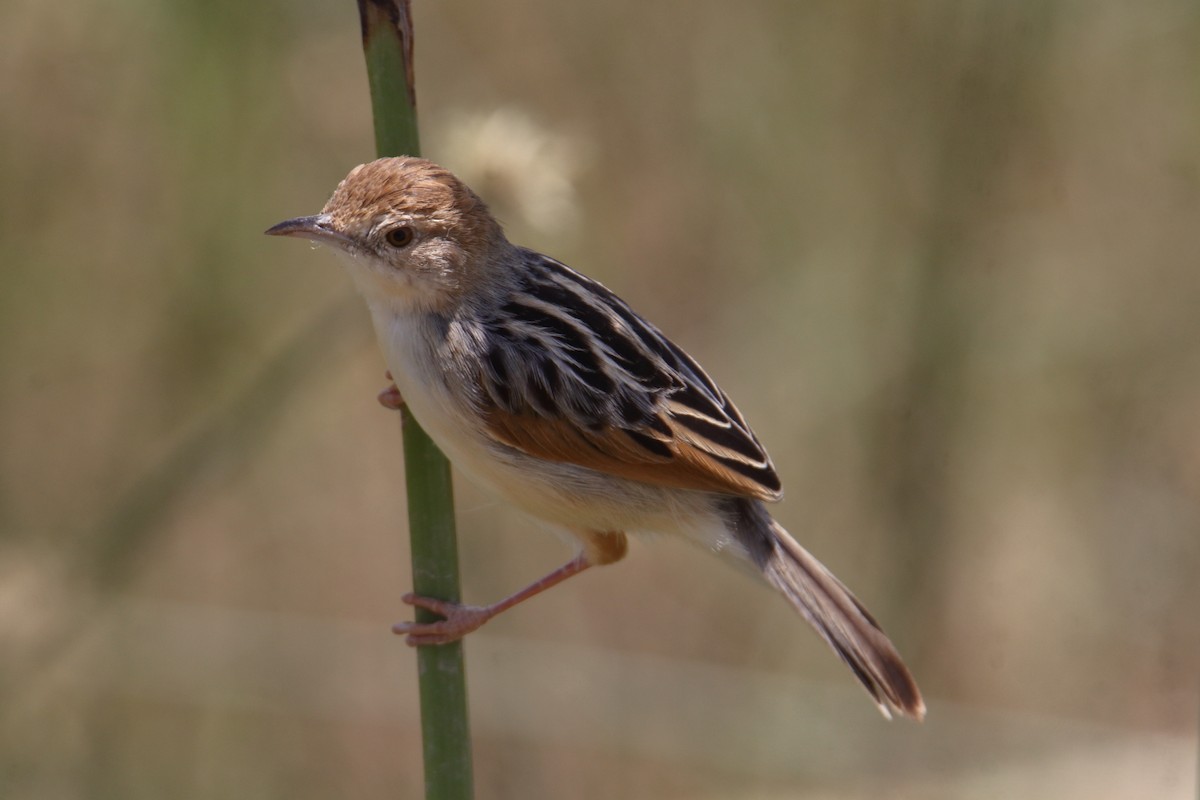 surregressanger - ML646733026