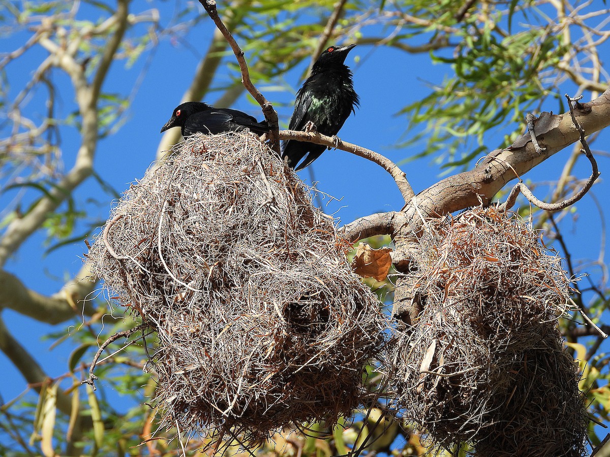 Metallic Starling - ML646733027
