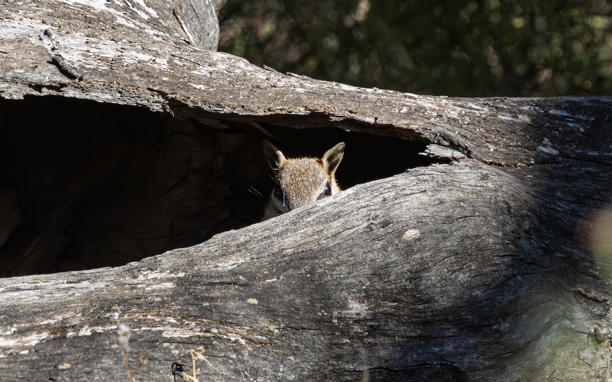 Numbat - ML646733028