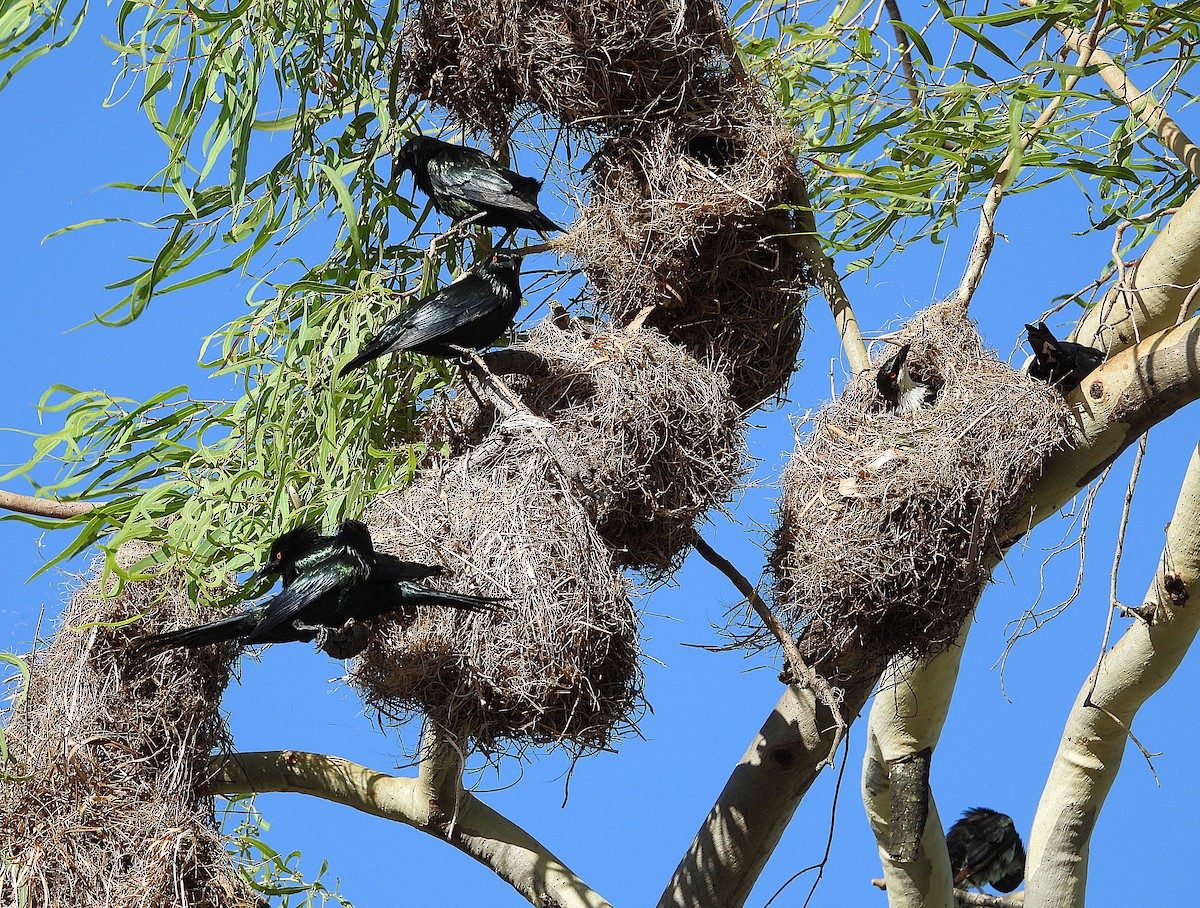 Metallic Starling - ML646733029