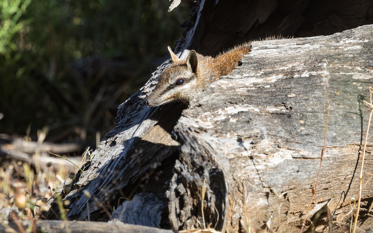 Numbat - ML646733032