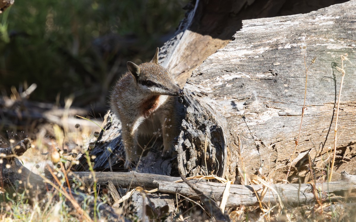 Numbat - ML646733033