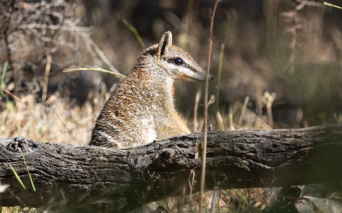 Numbat - ML646733034