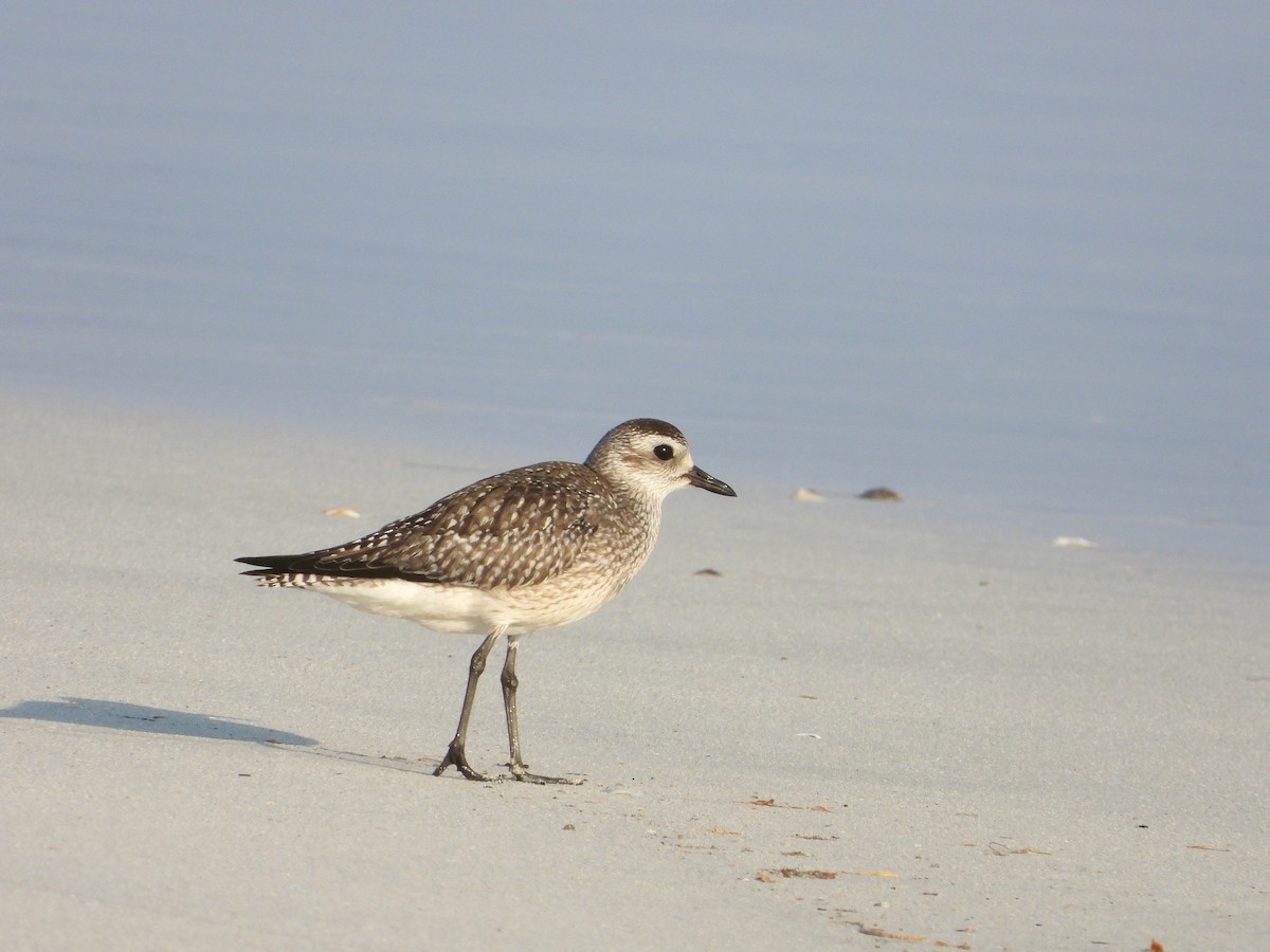 tundralo - ML646733035