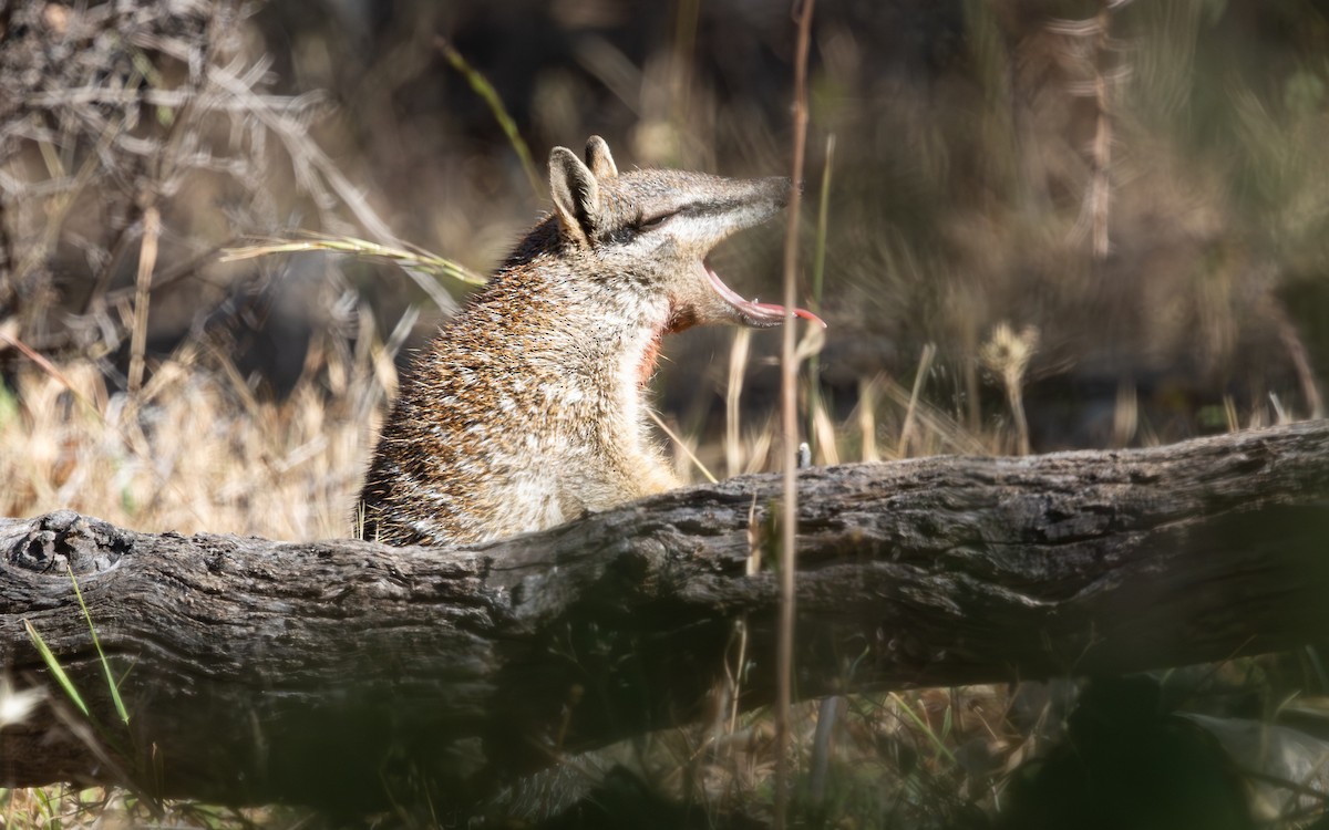 Numbat - ML646733036