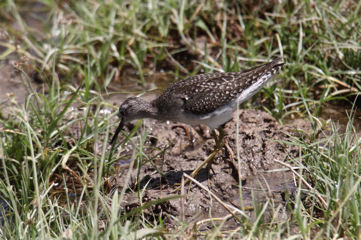 Wood Sandpiper - ML646733037