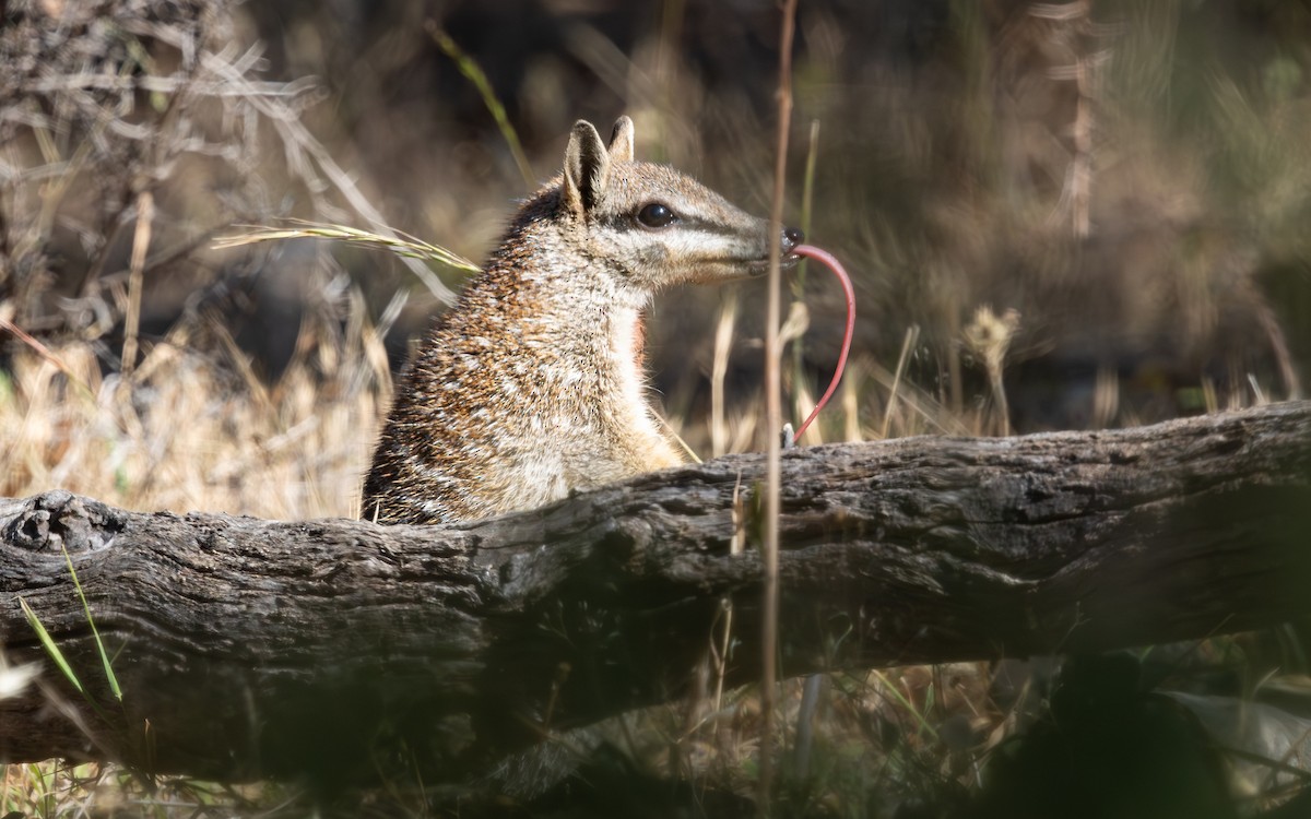 Numbat - ML646733040