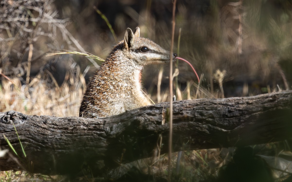 Numbat - ML646733042
