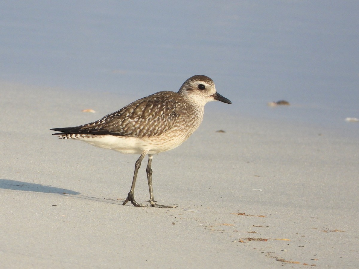 tundralo - ML646733043