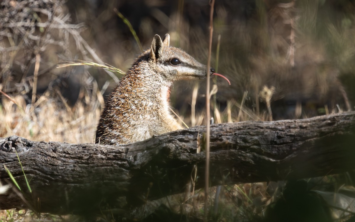 Numbat - ML646733044