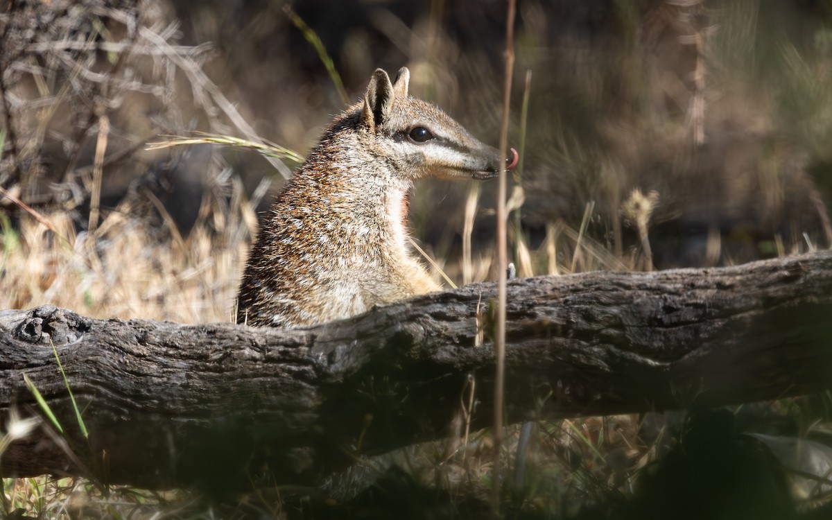 Numbat - ML646733046
