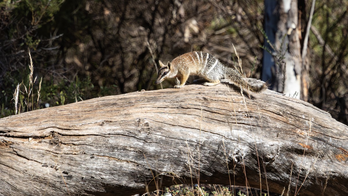 Numbat - ML646733049
