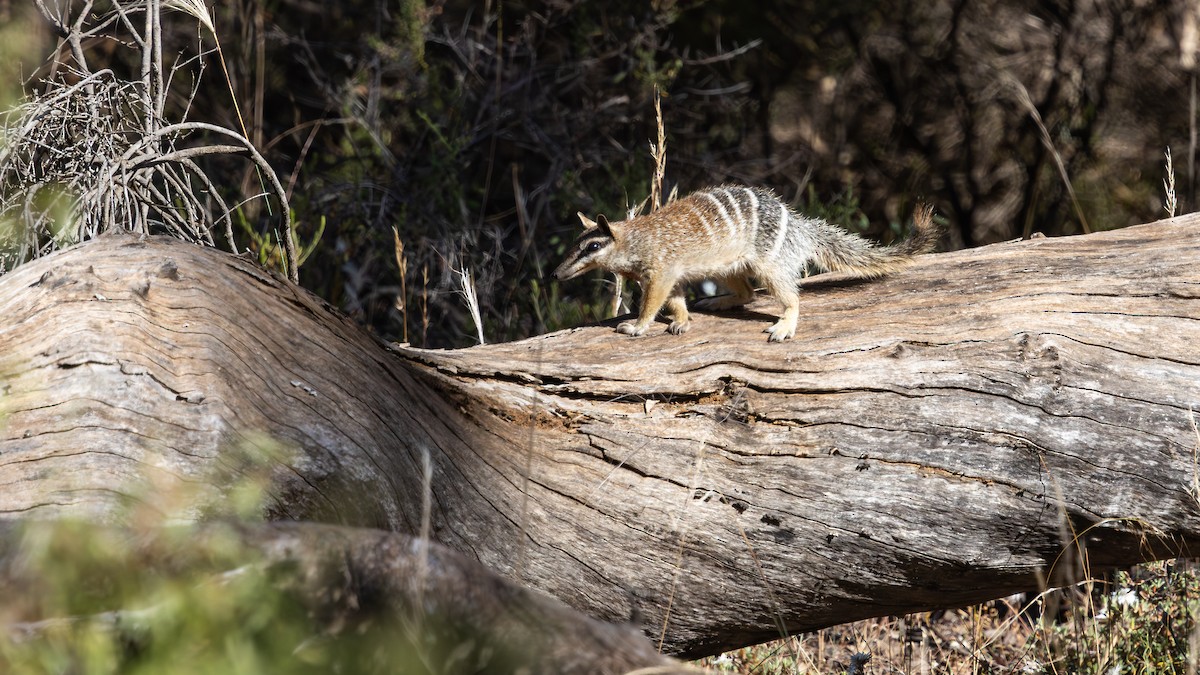 Numbat - ML646733052