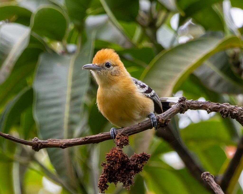 Large-billed Antwren - ML646733066