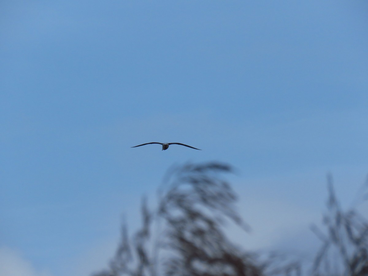 Black-headed Gull - ML646733069
