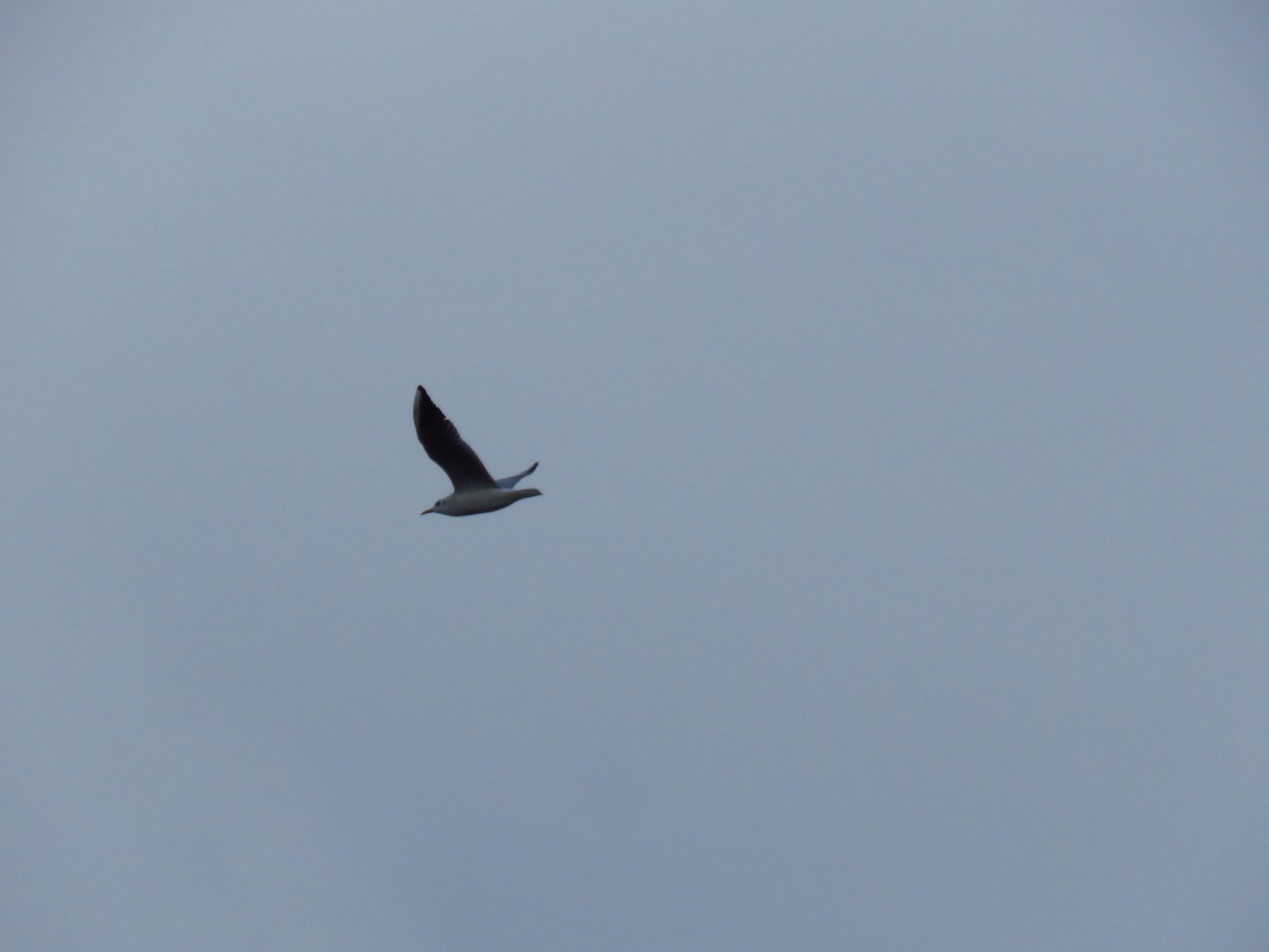 Black-headed Gull - ML646733070