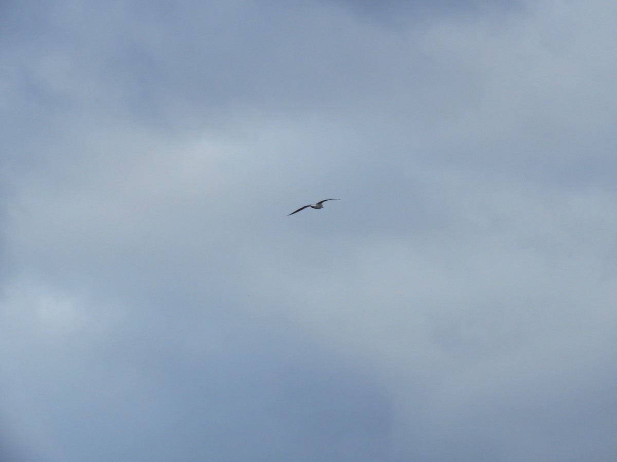 Black-headed Gull - ML646733071