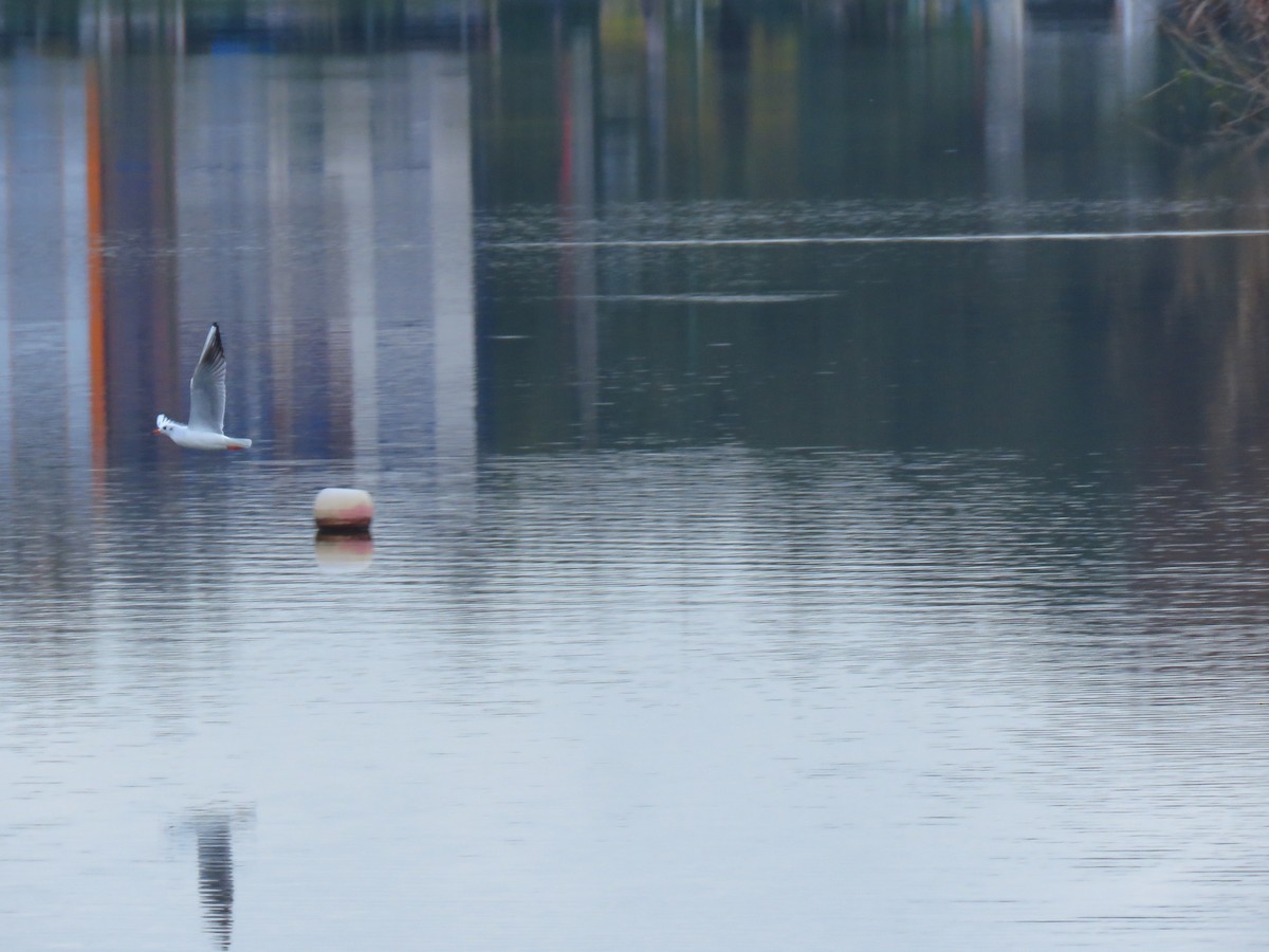 Black-headed Gull - ML646733072