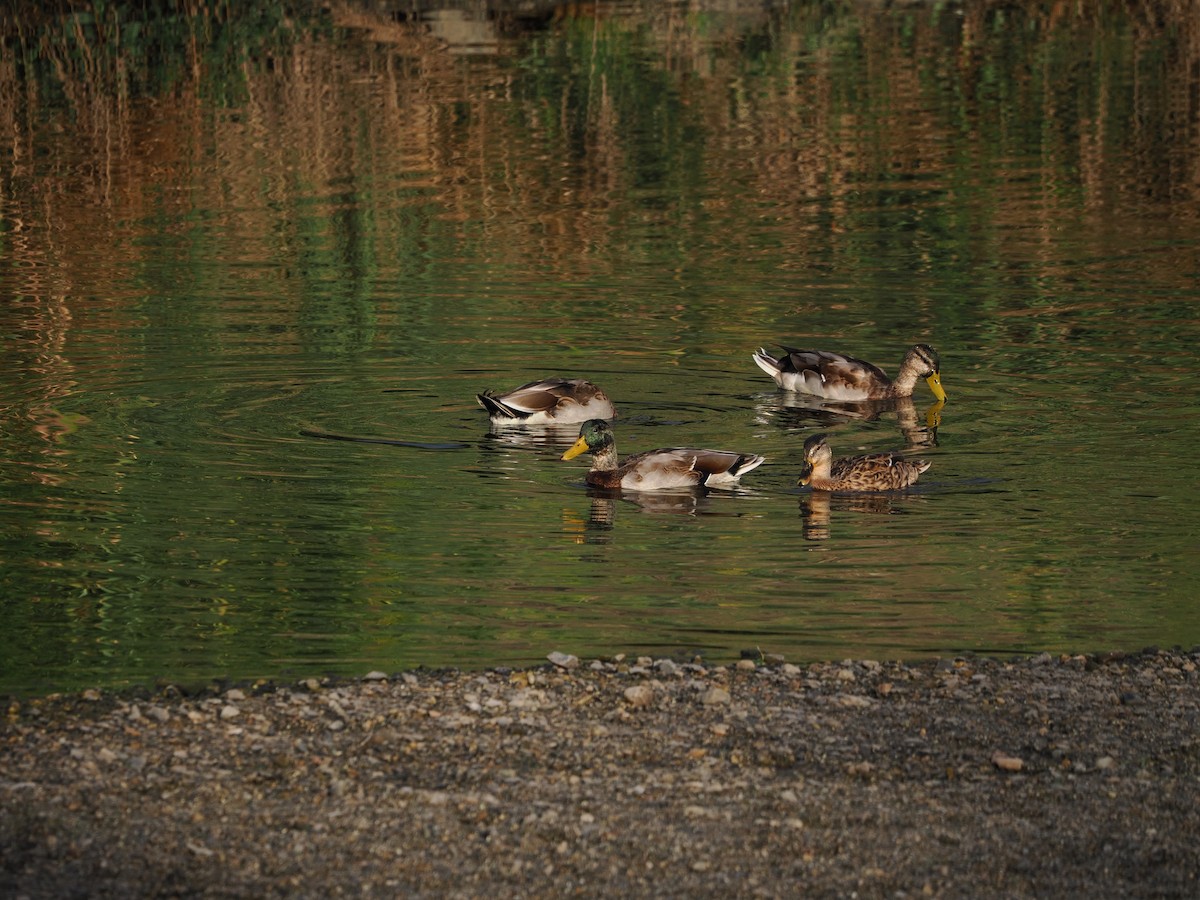 マガモ - ML646733073