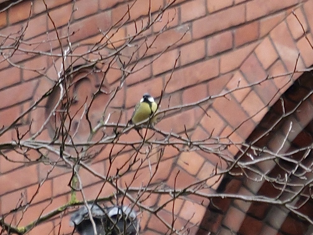 Carbonero Común - ML646733075