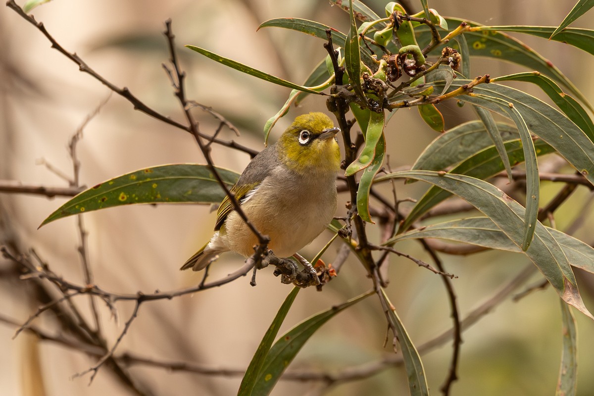 Silvereye - ML646733078