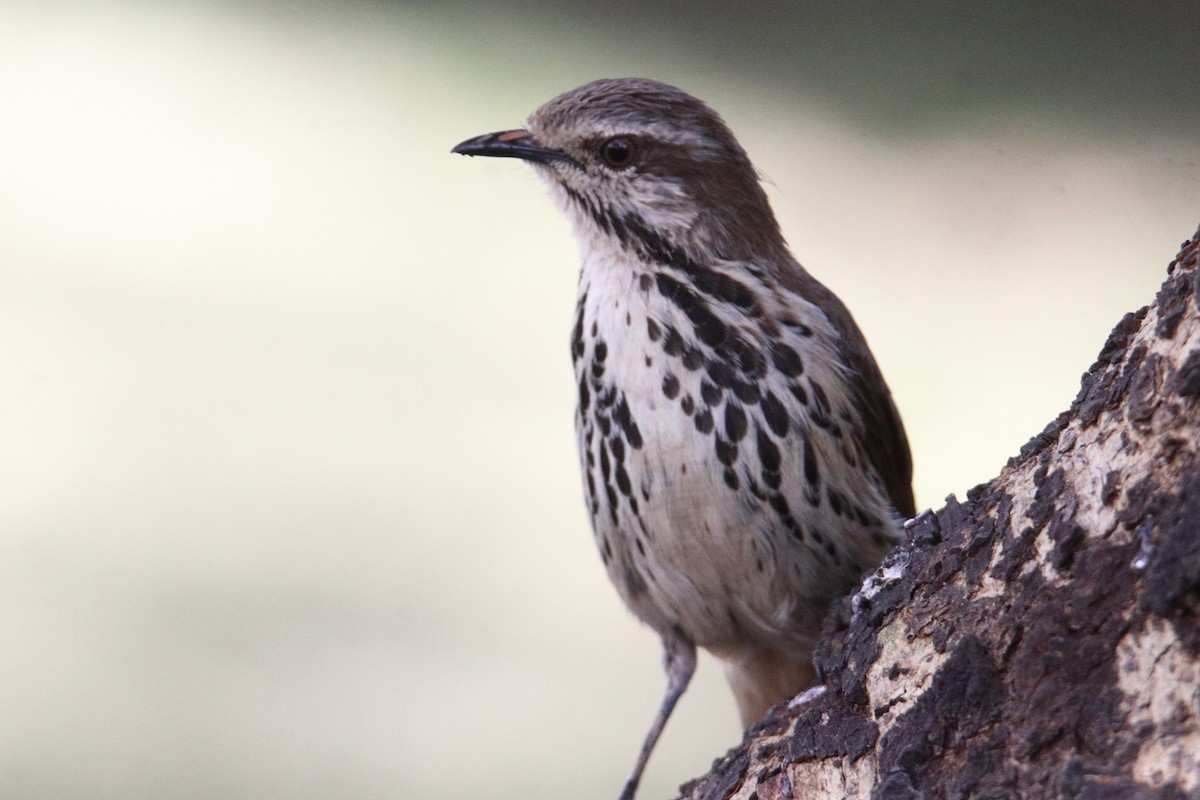 クロボシアサナキヒタキ - ML646733080