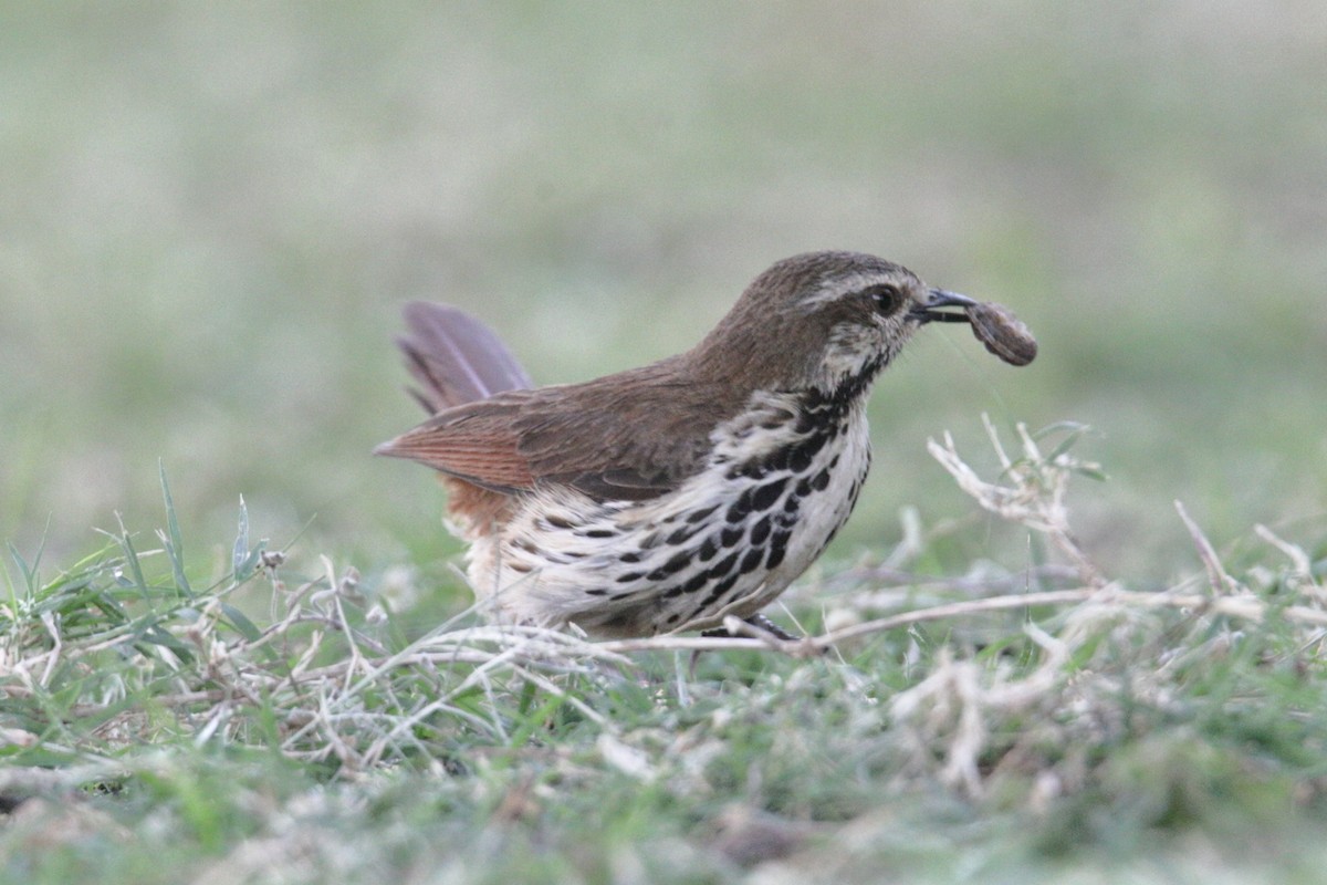 Spotted Morning-Thrush - ML646733081