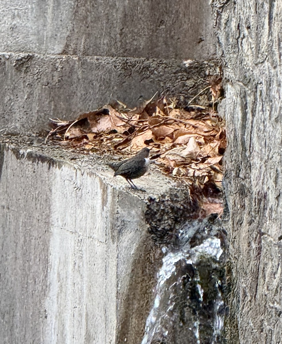 White-throated Dipper - ML646733083