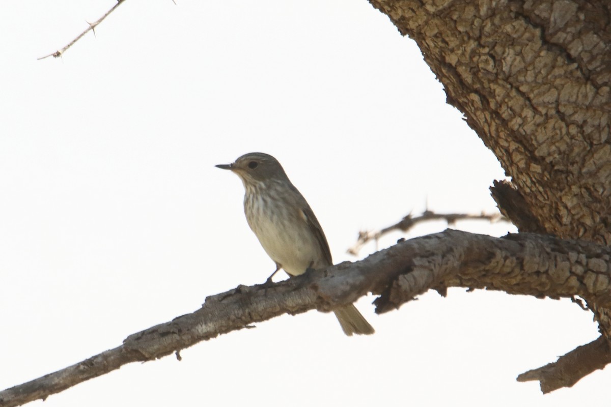 ムナフヒタキ - ML646733086