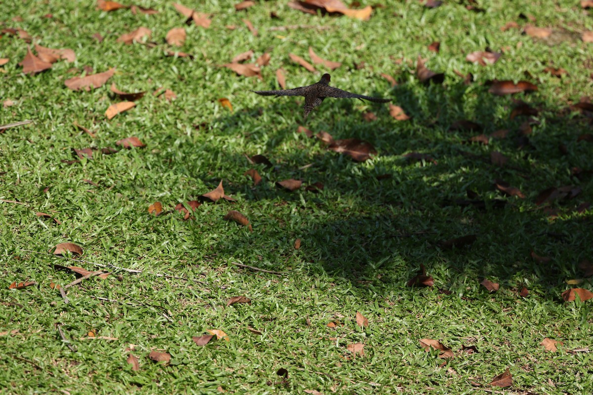 ハシナガクイナ - ML646733088