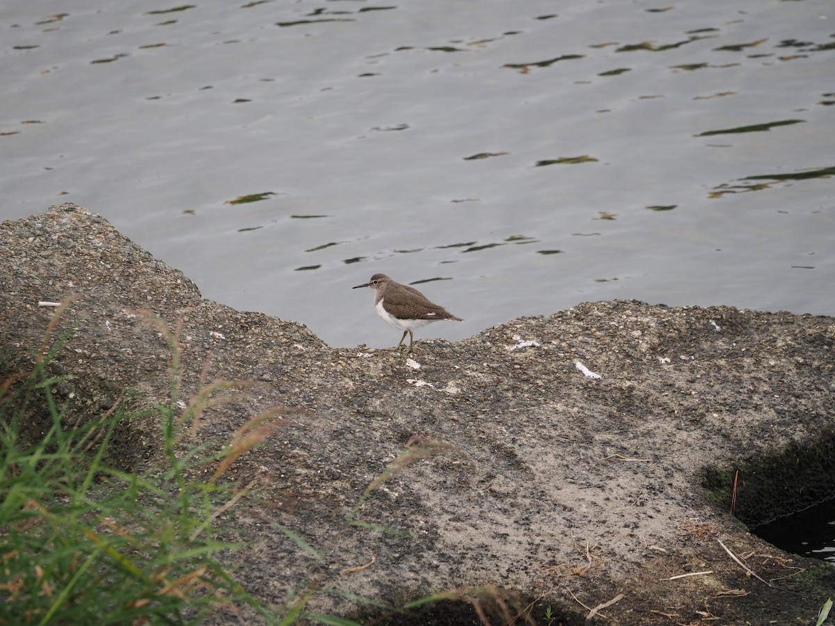 イソシギ - ML646733090