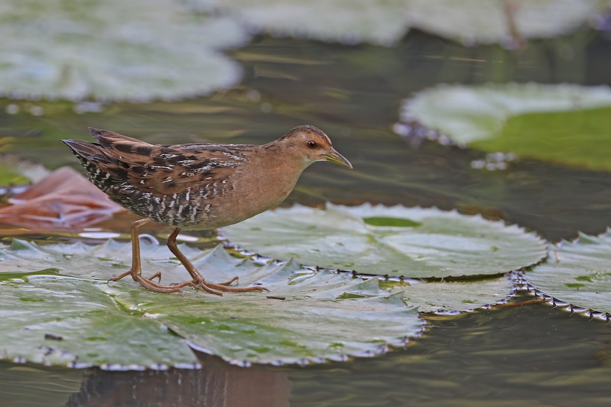 ヒメクイナ - ML646733092