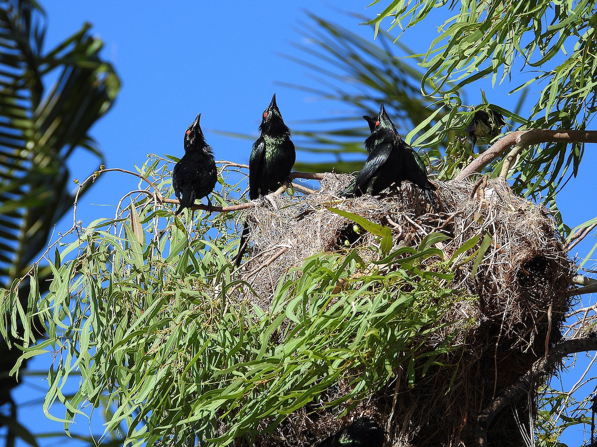 Metallic Starling - ML646733093