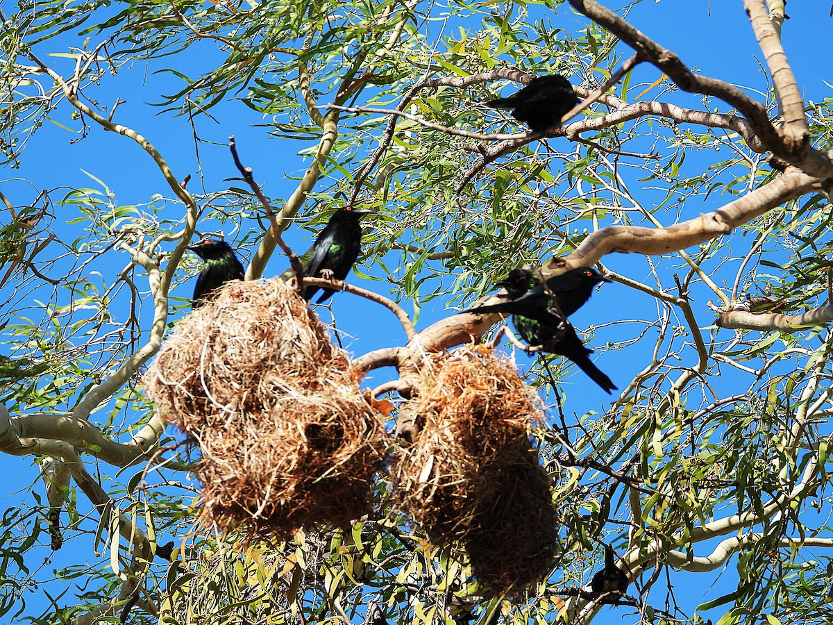 Metallic Starling - ML646733095