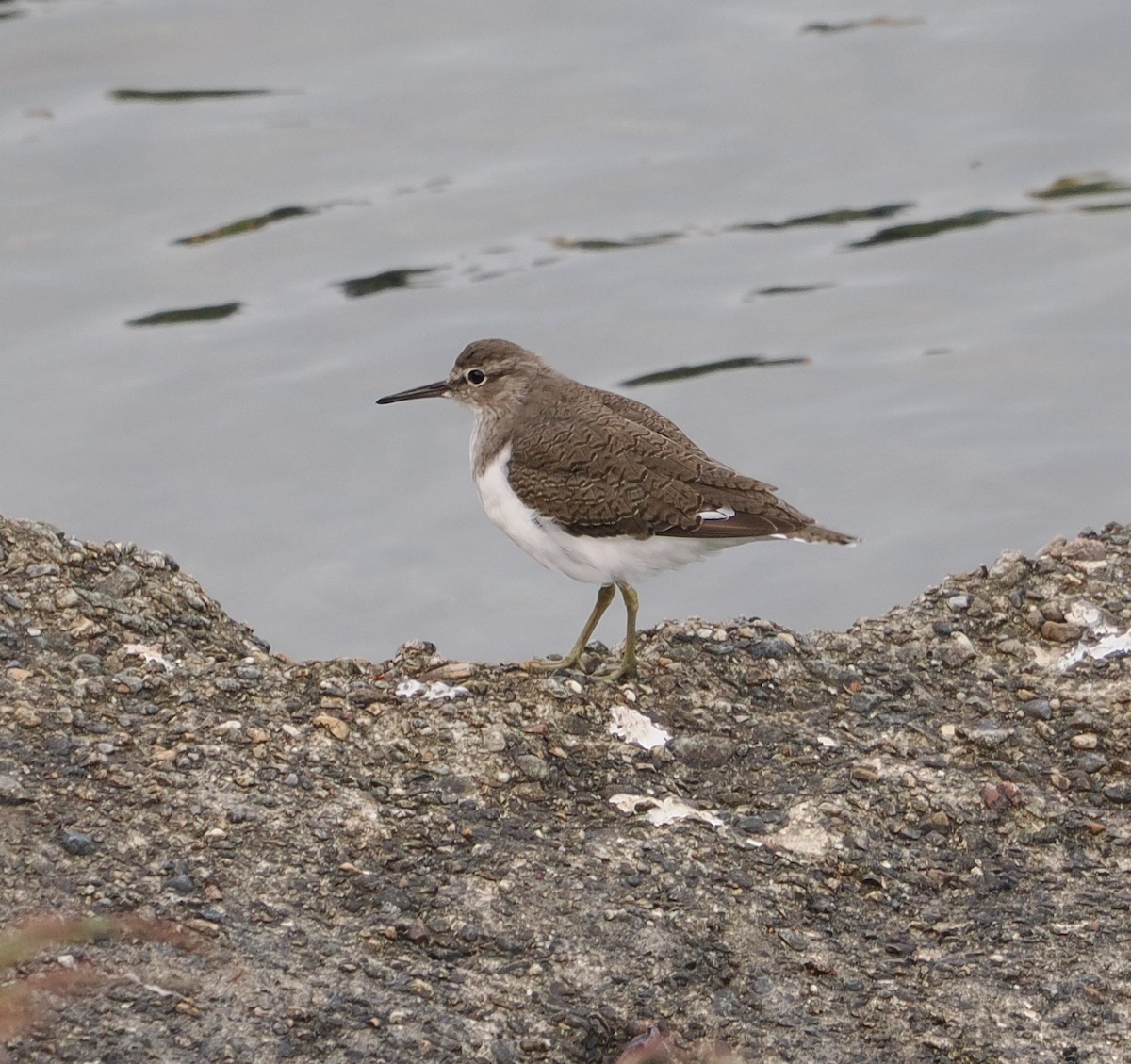 イソシギ - ML646733096