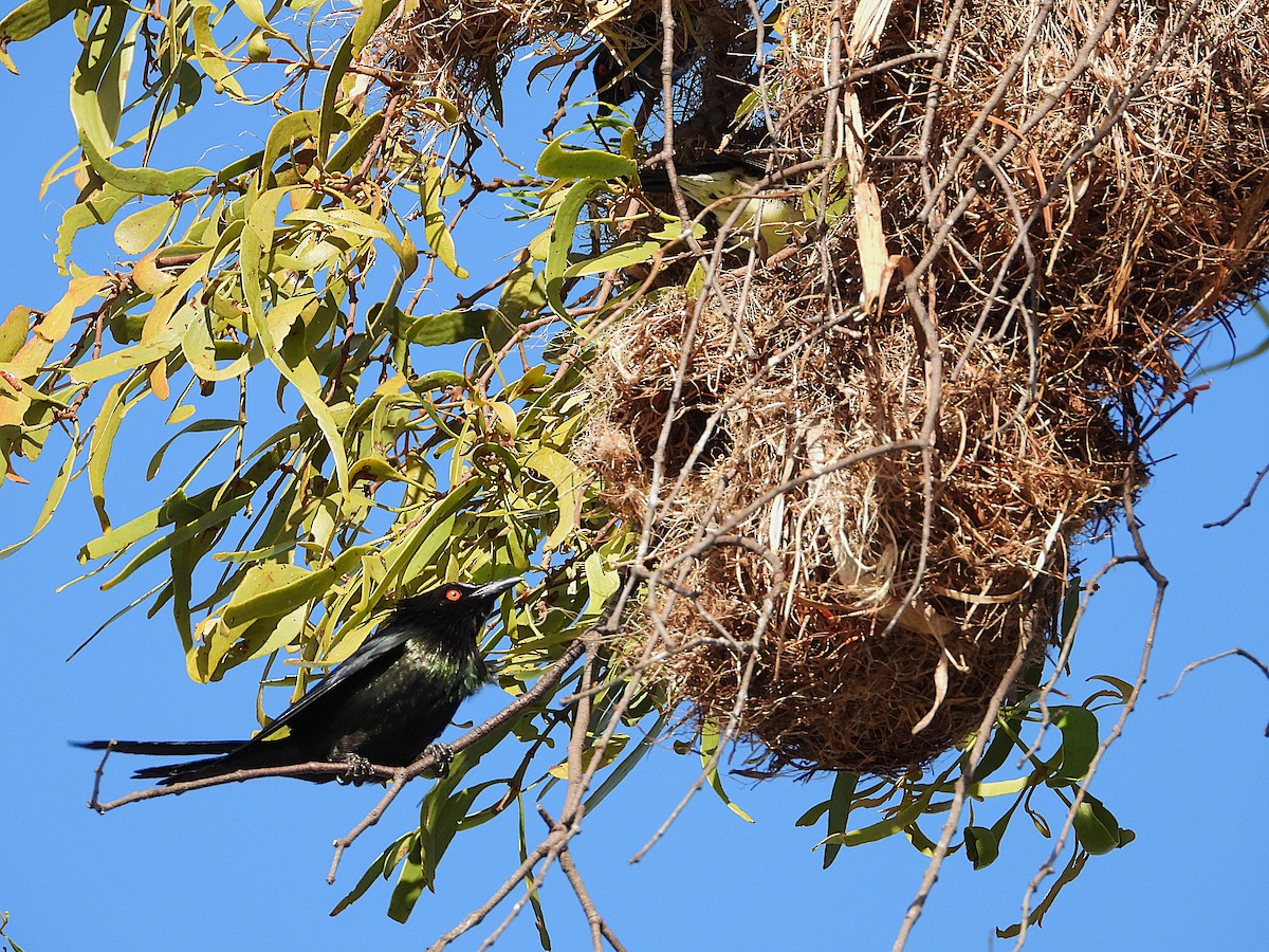 Metallic Starling - ML646733097