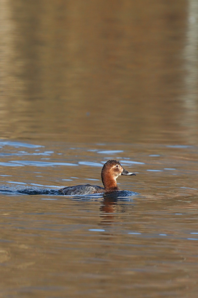 Common Pochard - ML646733098