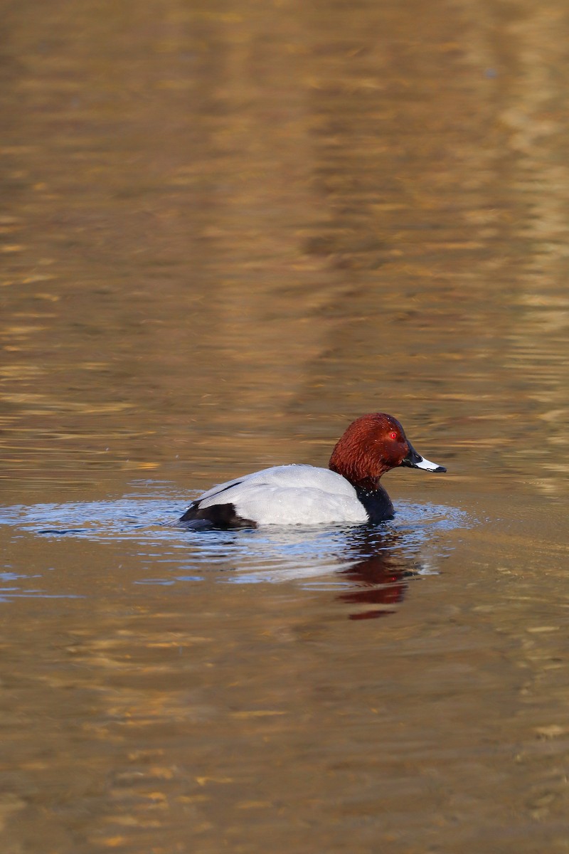 Common Pochard - ML646733099