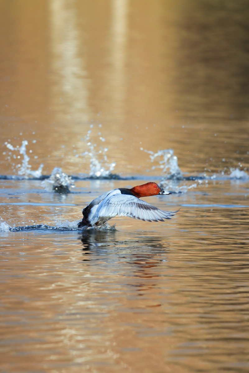 Common Pochard - ML646733100