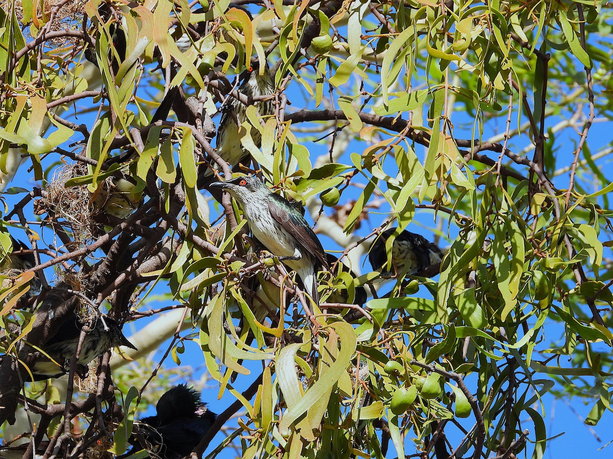 Metallic Starling - ML646733102