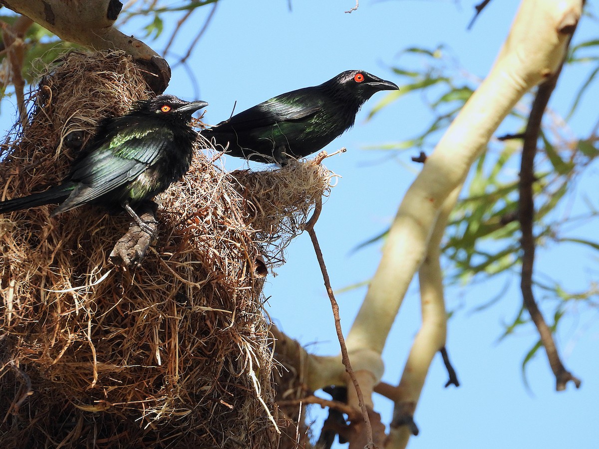 Metallic Starling - ML646733103