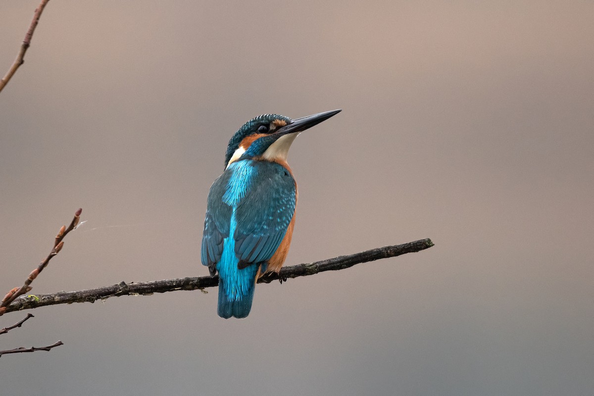 カワセミ - ML646733104