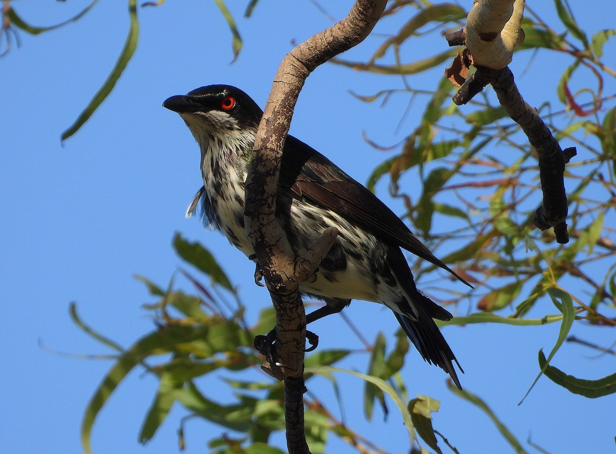Metallic Starling - ML646733107