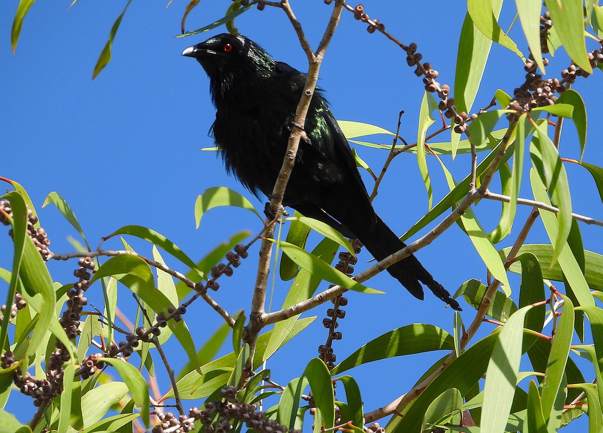 Metallic Starling - ML646733109