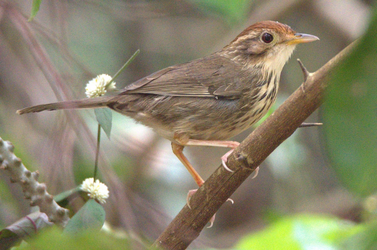 Puff-throated Babbler - ML646733112