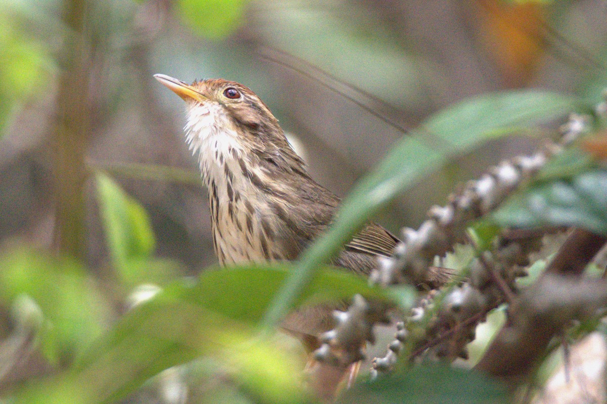 Puff-throated Babbler - ML646733113