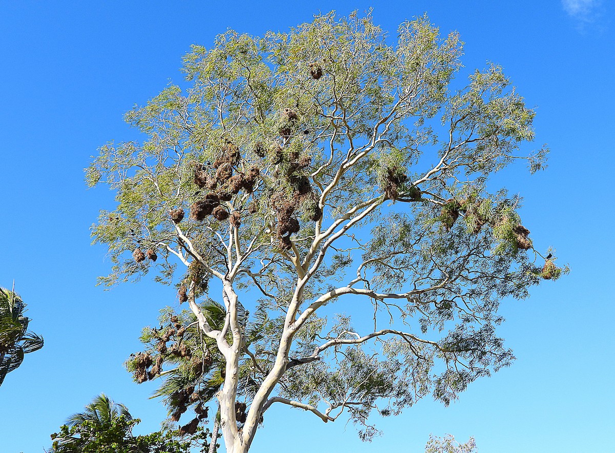 Metallic Starling - ML646733114